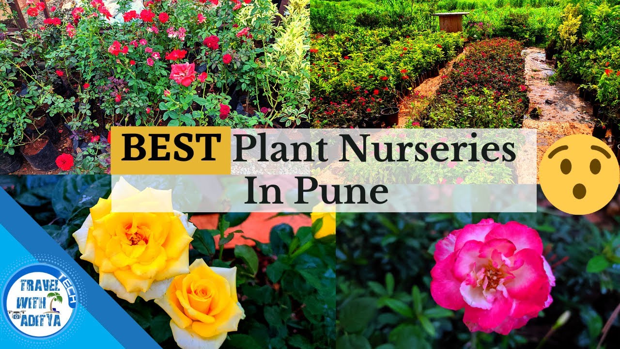 BEST Plant Nurseries In Pune | Sai Shrushti Plant Nursery | Part-2