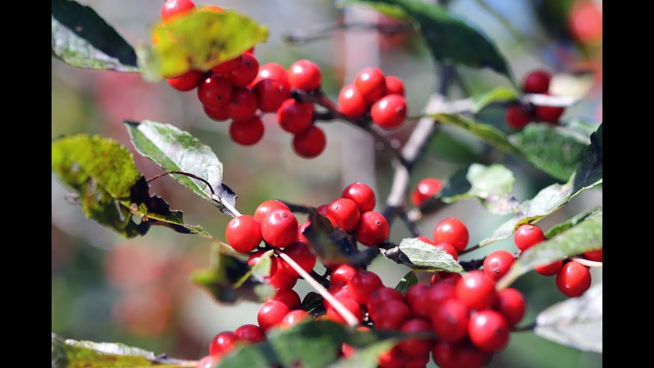 Winterberry Holly (Ilex verticillata)