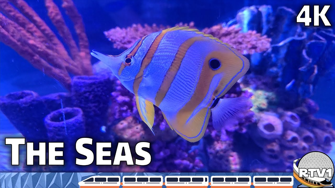 Relaxing Stroll around The Seas with Nemo & Friends at Epcot in 4K | Walt Disney World
