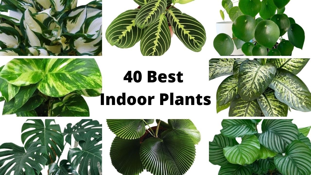 40 Best Indoor Plants For Decoration / Top Houseplants / Indoor Plants that Need low Sunlight / 2021