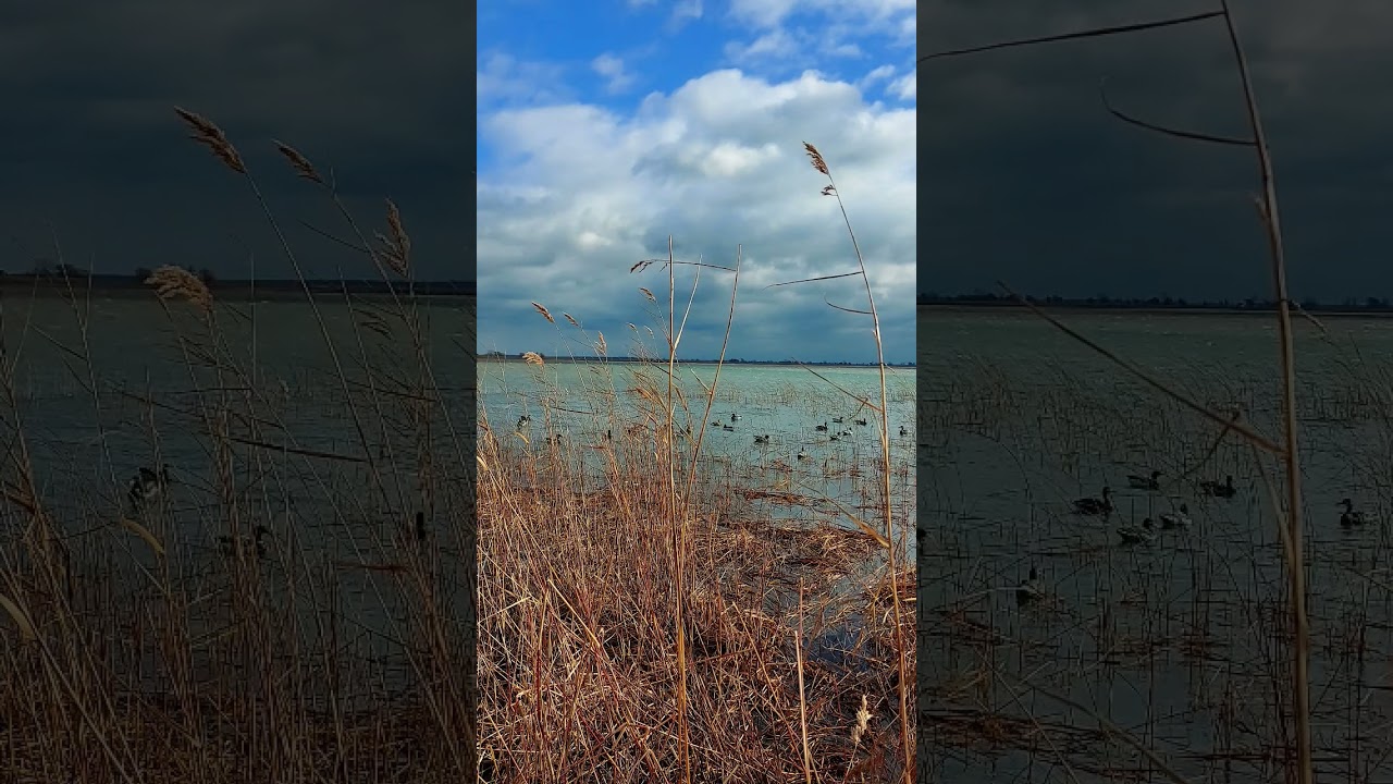 Duck hunting the St. Clair flats 