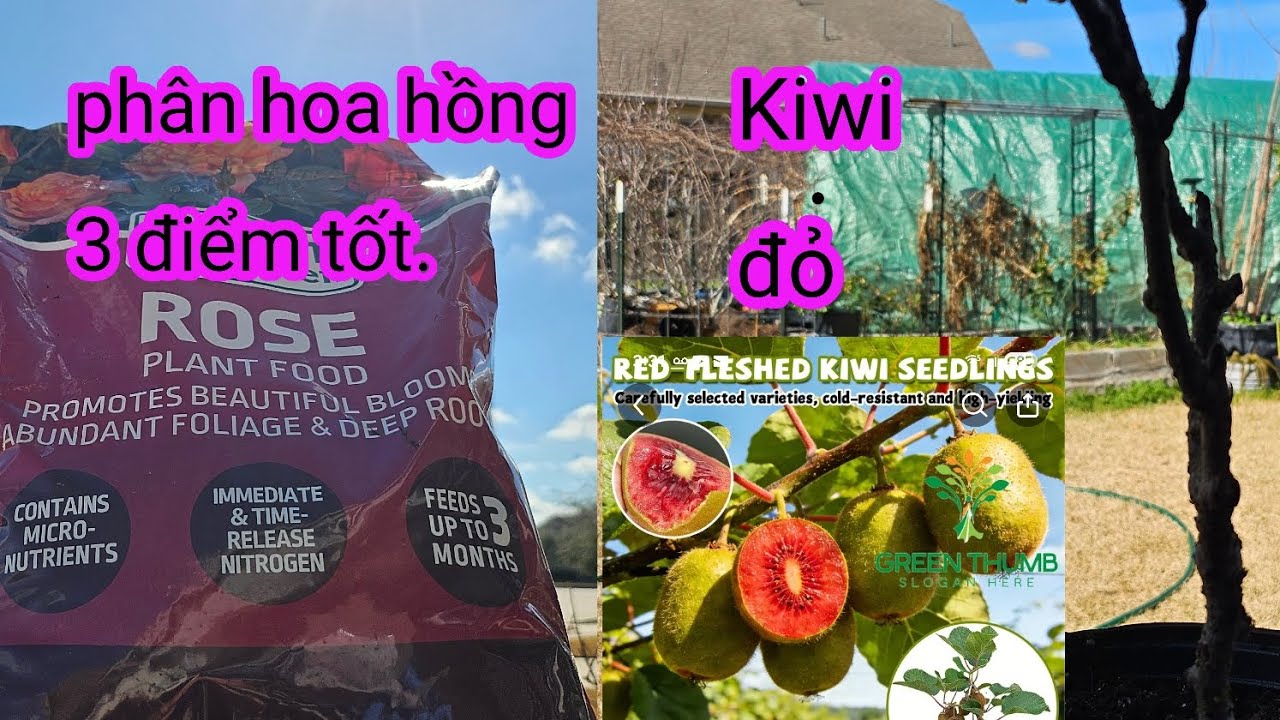#652:Chăm sóc,cắt tỉa, bón phân lại cho hoa trước sân nhà và trồng kiwi ruột đỏ vô chậu.