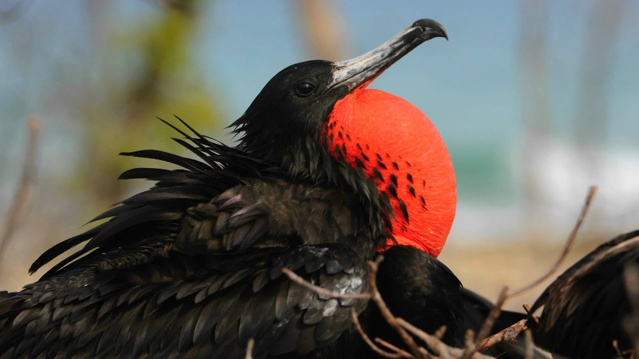 Voices: Magnificent Frigatebird