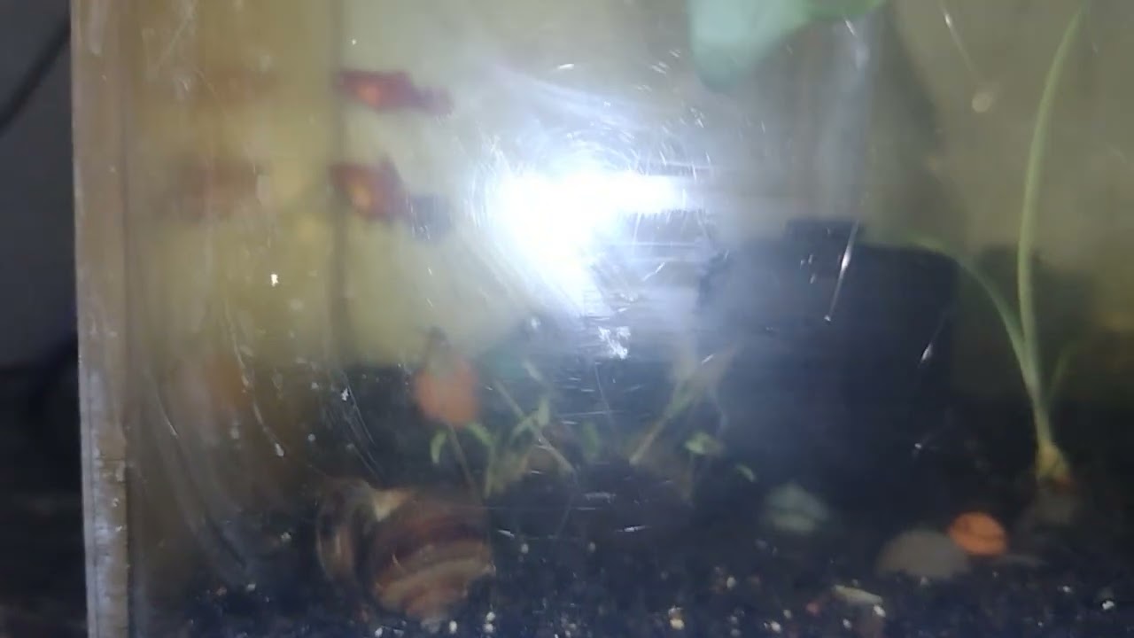 #aquatic