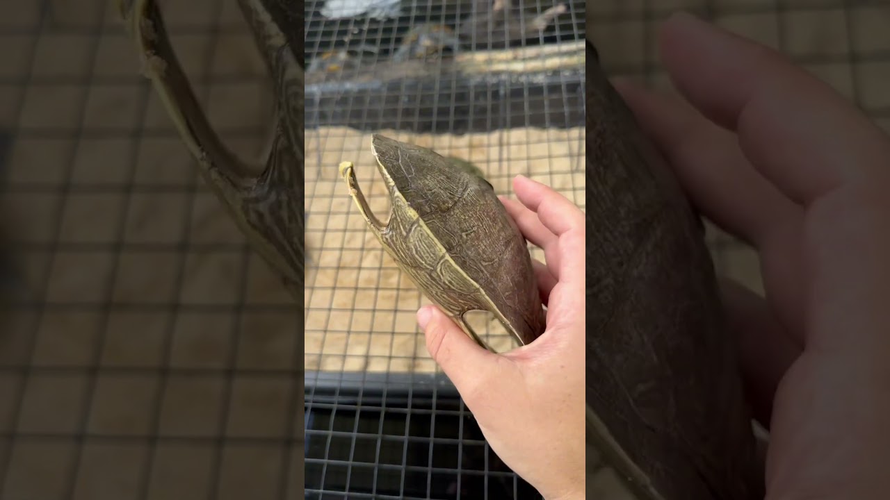 ЧЕРЕПАХИ СБРАСЫВАЮТ ВЕСЬ ПАНЦИР? 😱🐢