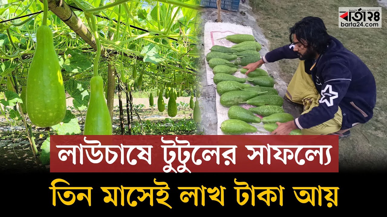 লাউচাষে টুটুলের সাফল্যে, তিন মাসেই লাখ টাকা আয় | Sustainable Agricultur | Barta24
