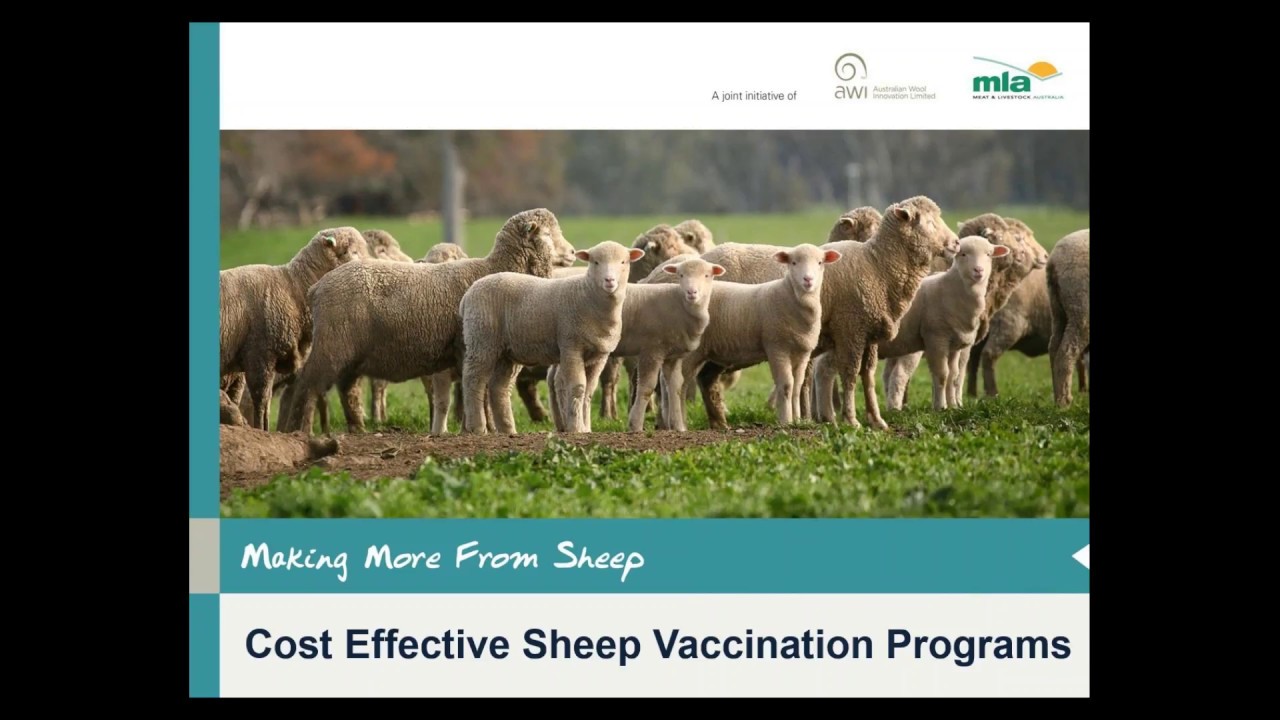 Making More from Sheep | Cost effective sheep vaccination programs