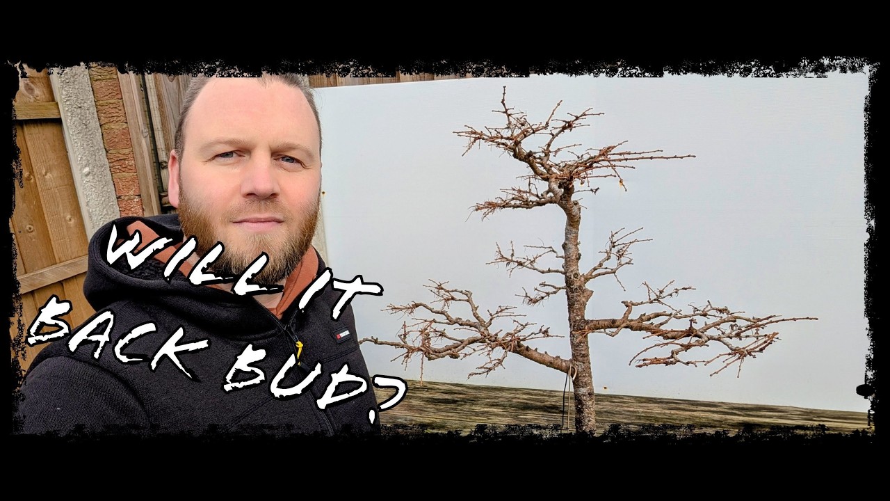 Large Japanese Larch Bonsai – Pruning, Wiring & Spring Prep 🌲
