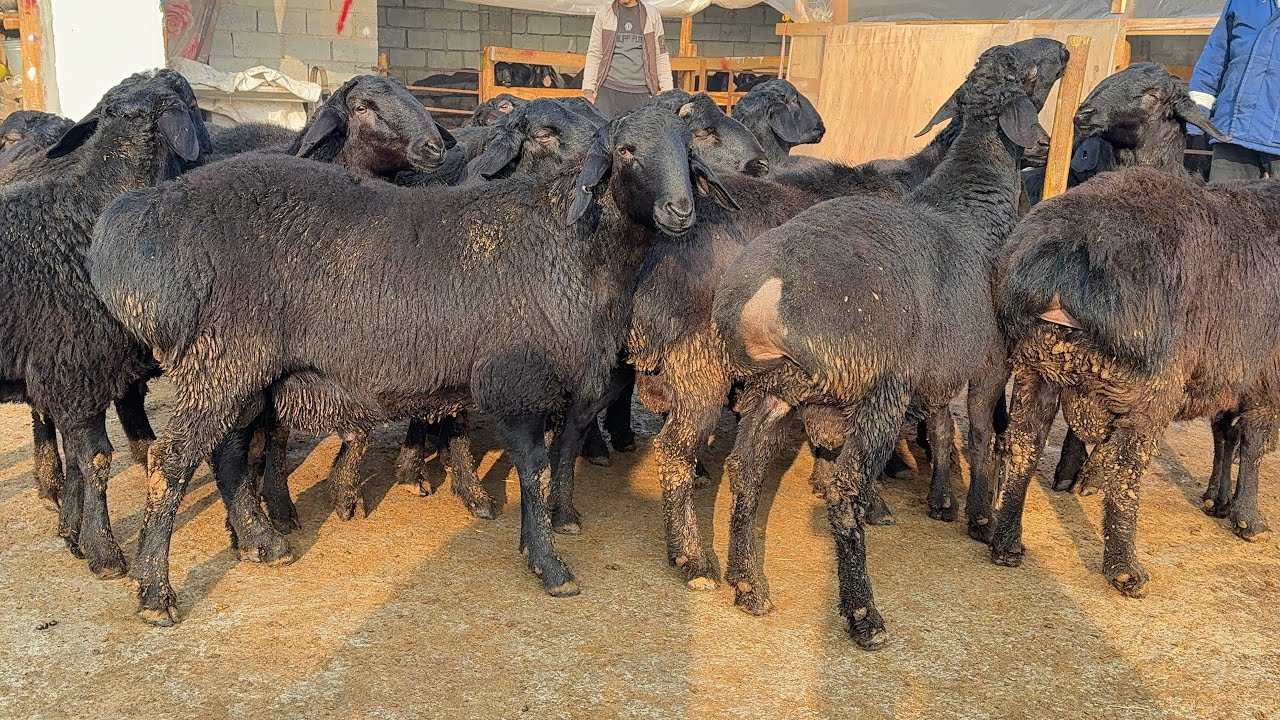🔥 BUNDAN ARZONI YO‘Q 😱 TAROZIGA QO‘ZILAR KELDI 🐑 SHOSHILING ❗
