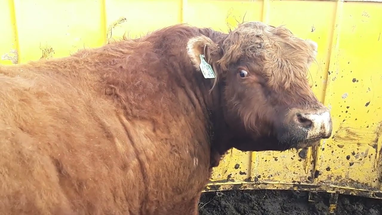Bull Semen Test Day #farming #bull #cattle Salers Bulls!