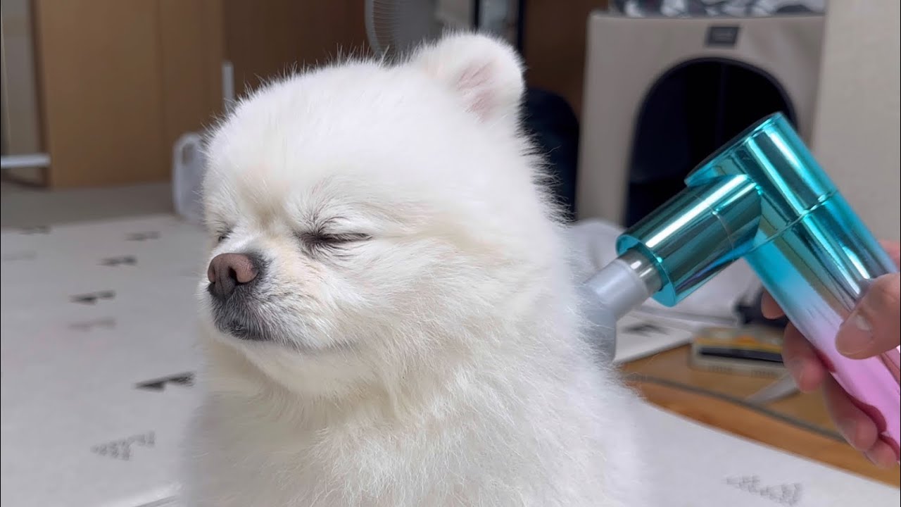 마사지건 처음 써보고 충격 먹은 강아지..ㅋㅋㅋ