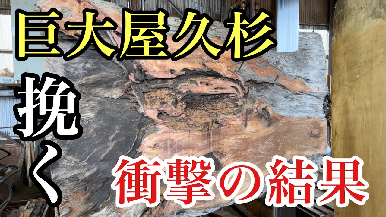 【屋久杉を挽く】衝撃の良杢におやじが・・・｜Yakusugi Japan