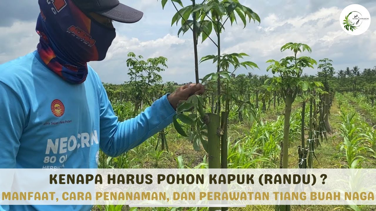 Kenapa Harus Pohon Randu (Kapuk) Sebagai Tiang Buah Naga? Manfaat dan Perawatannya! -Mas Setipen