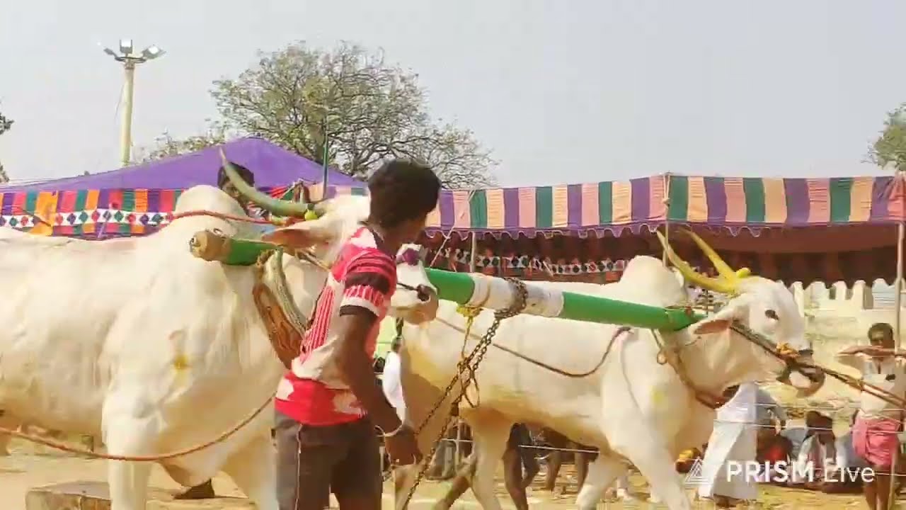 b. యలేరు దేశపు ఎద్దులు విభాగం 13వ జత br bulls రాకెట్ల భీమలింగప్ప & గురుస్వామి గోవిందవాడ