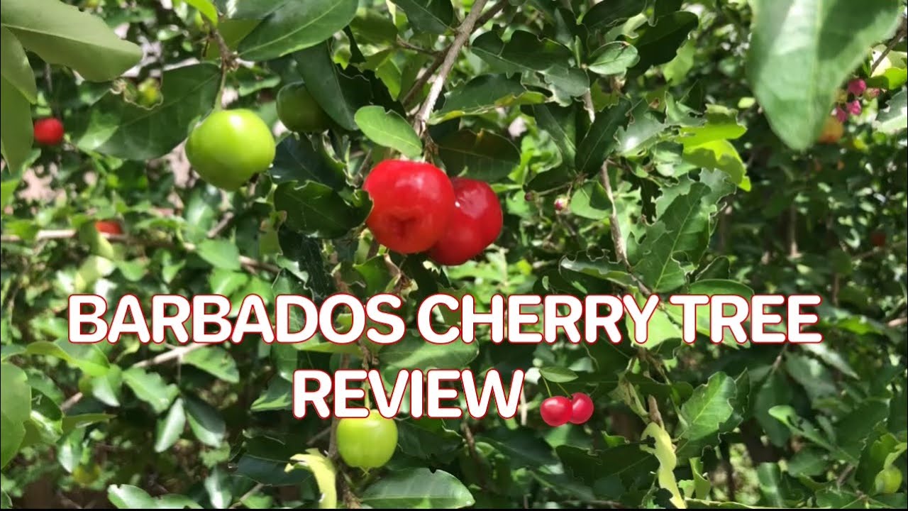 BARBADOS CHERRY TREE | REVIEW