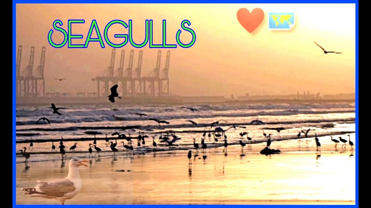 Sea birds sounds