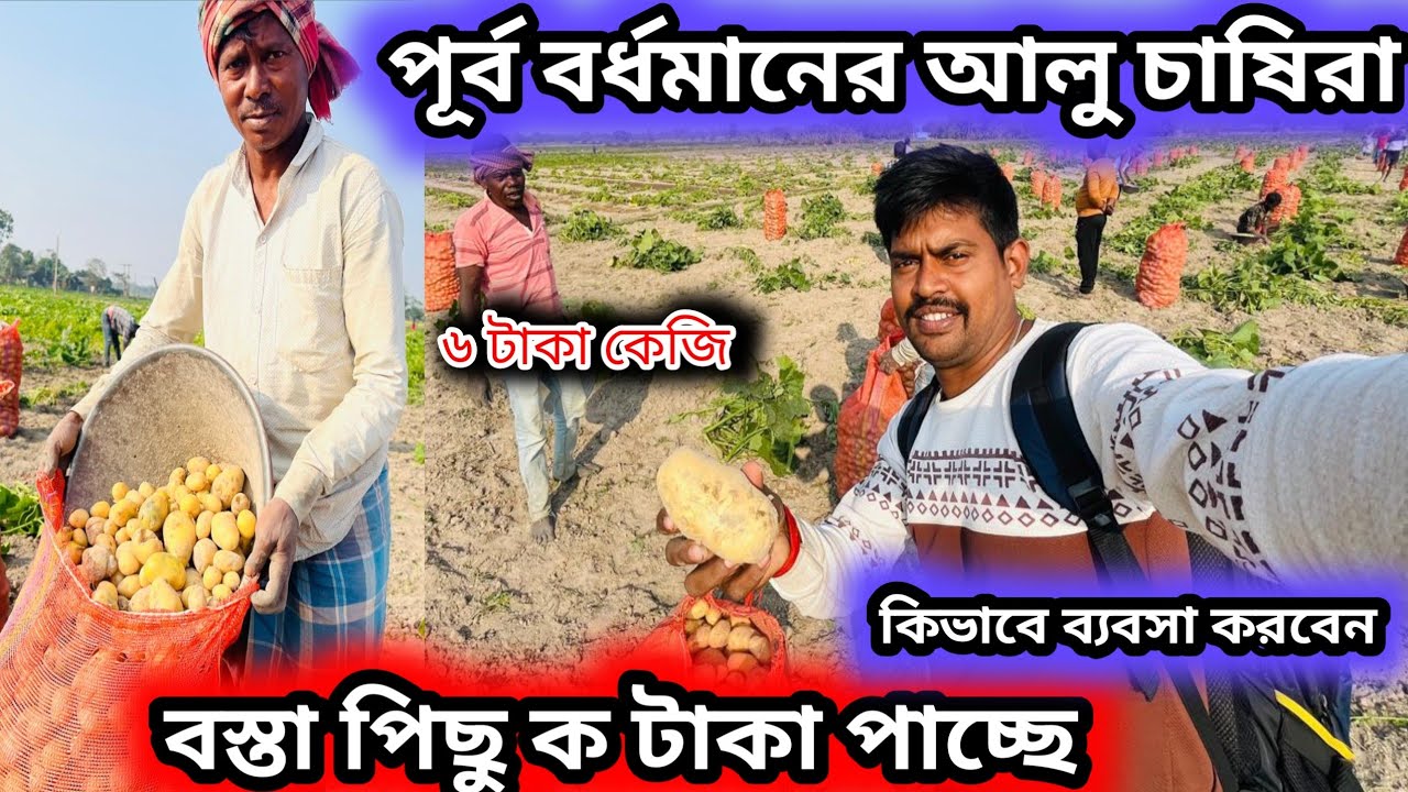 পূর্ব বর্ধমানের আলু চাষিরা বস্তপতি কত টাকা দাম পাচ্ছে এবং তাদের সমস্যা || potato farmer #potato 