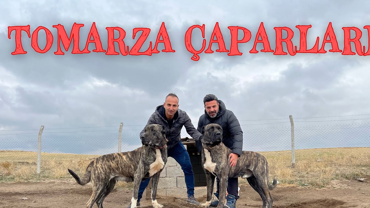 ANADOLU KAPLANLARI TOMARZA ÇAPARLARI