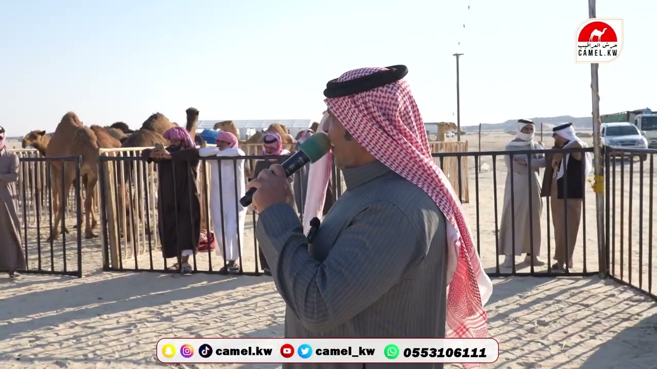 اليوم الخامس لمزاد نوادر الإبل بمزاد الشرقية للإبل بالصرار