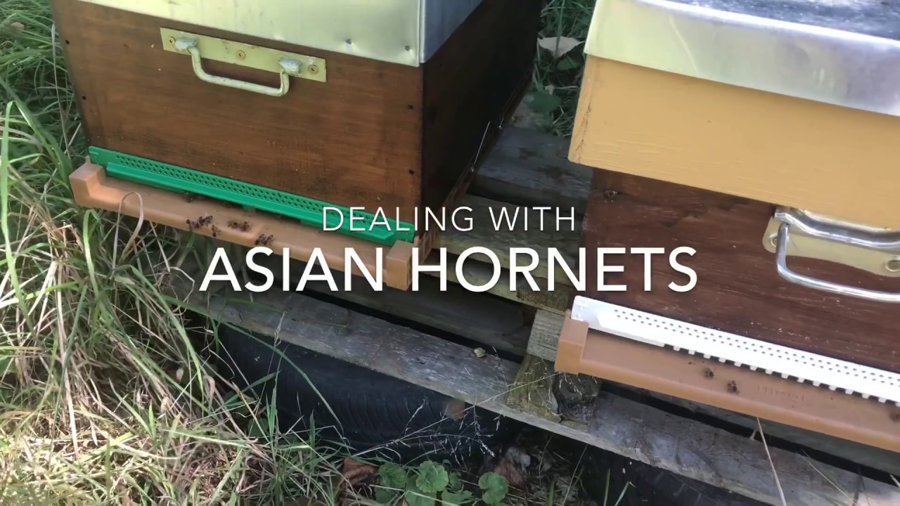 Asian Hornets in my apiaries.