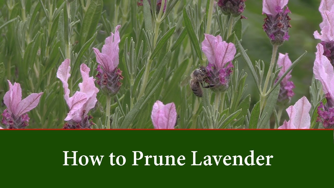 How to Prune Lavender by Cutting Back in Spring