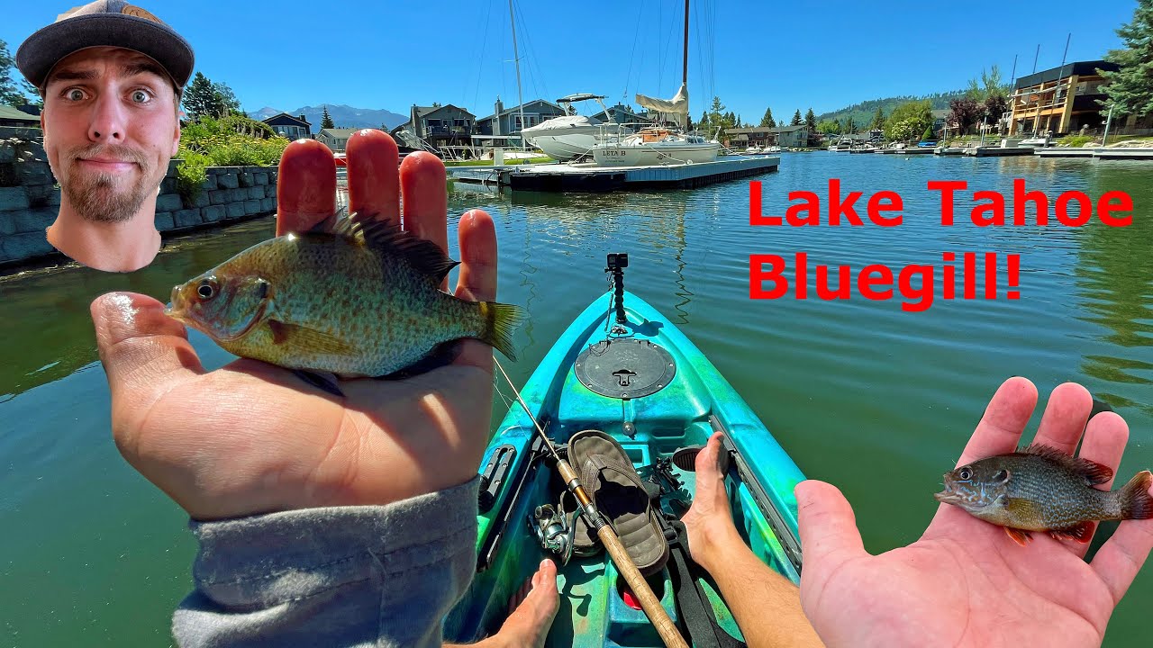 Catching Panfish In The Tahoe Keys And Sparks Marina!