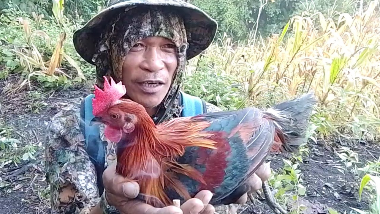 PANG 8 NA HULI NI CANTONESE NAPAKA TAPANG #LABUYO #redjunglefowl