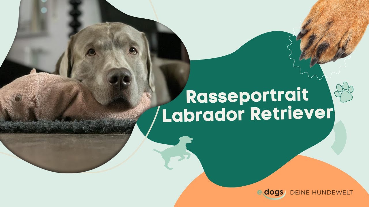 Rasseportrait: Labrador Retriever