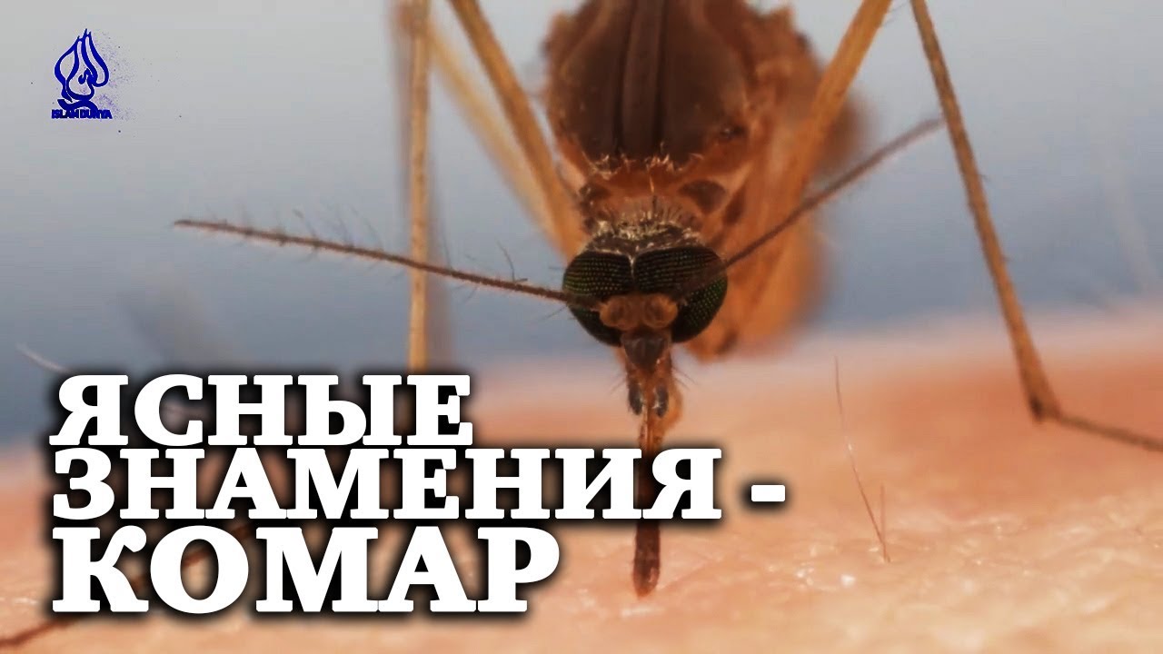 Ясные знамения - КОМАР