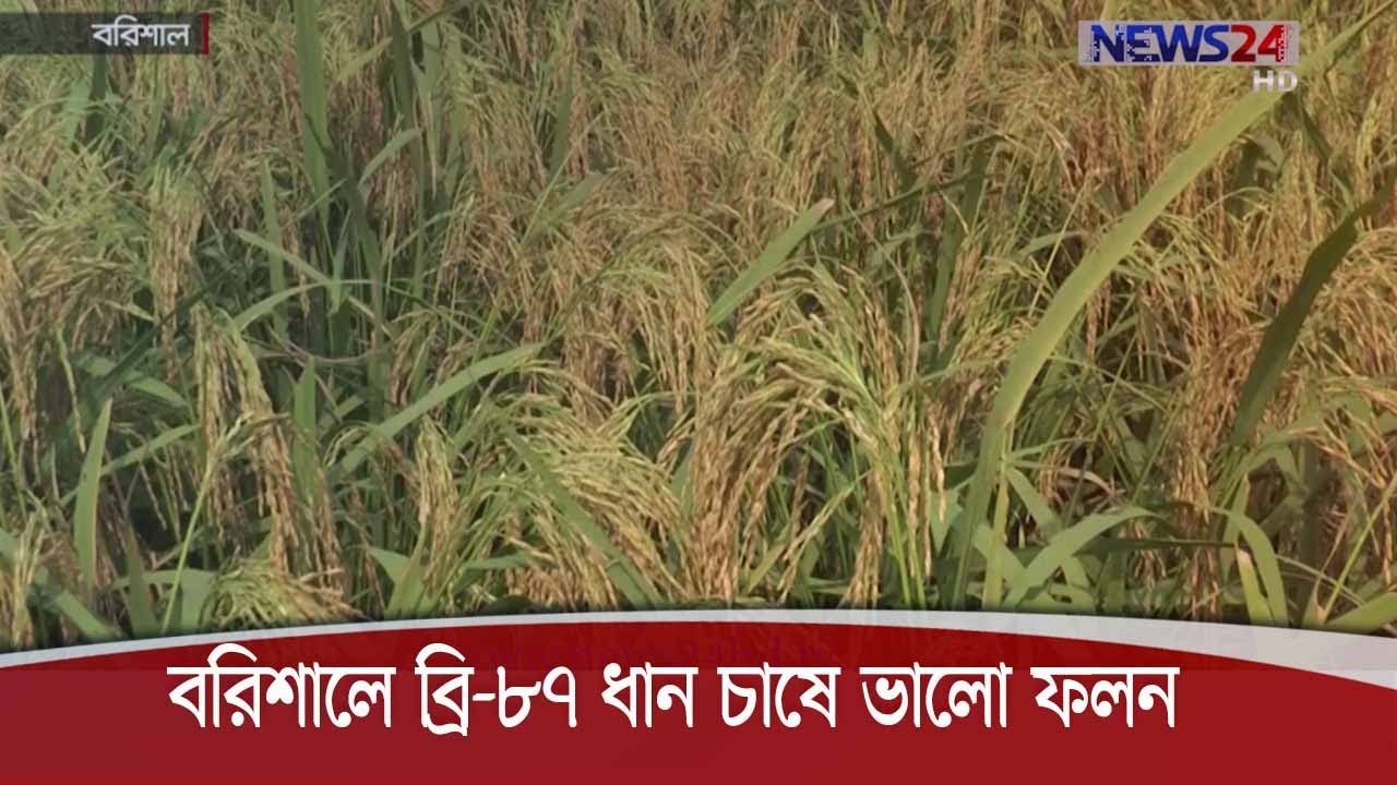 বরিশালে উচ্চফলনশীল জাতের ব্রি-৮৭ ধান চাষে ভালো ফলন পেয়েছেন কৃষকরা 24Nov.20|| Barishal Agri