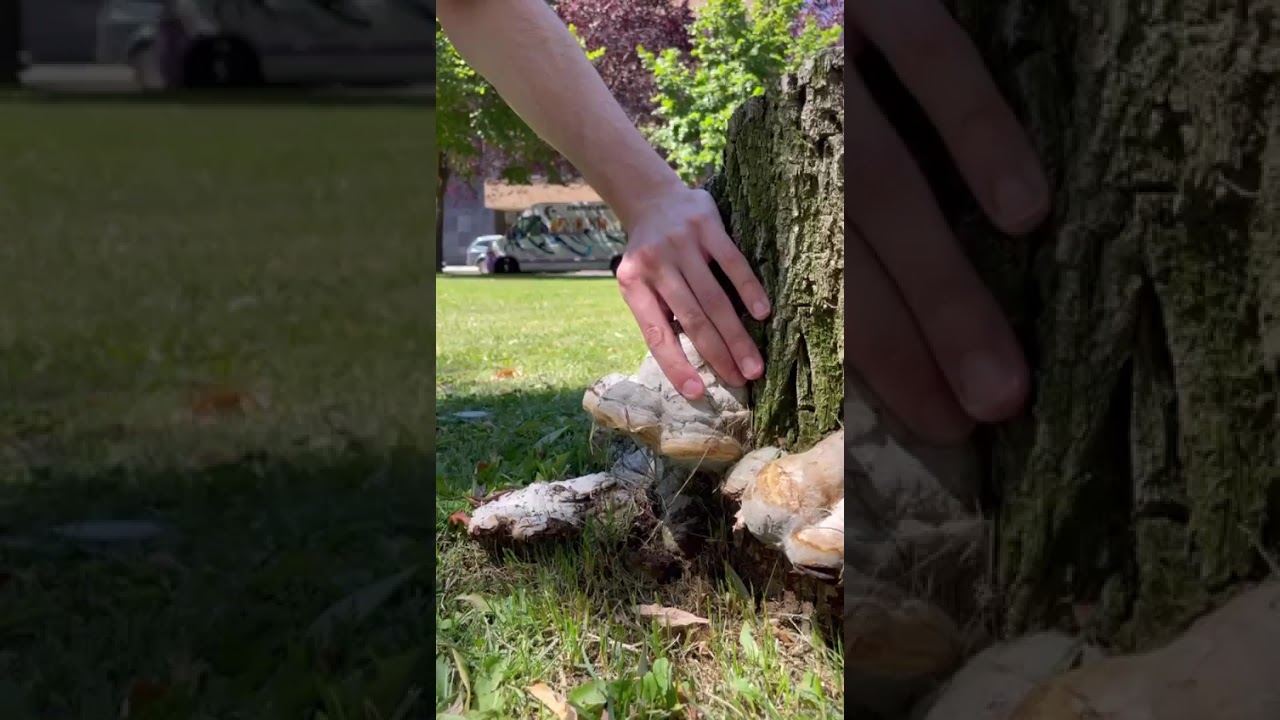 INTRODUCCIÓN AL HONGO YESQUERO (Fomes fomentarius)