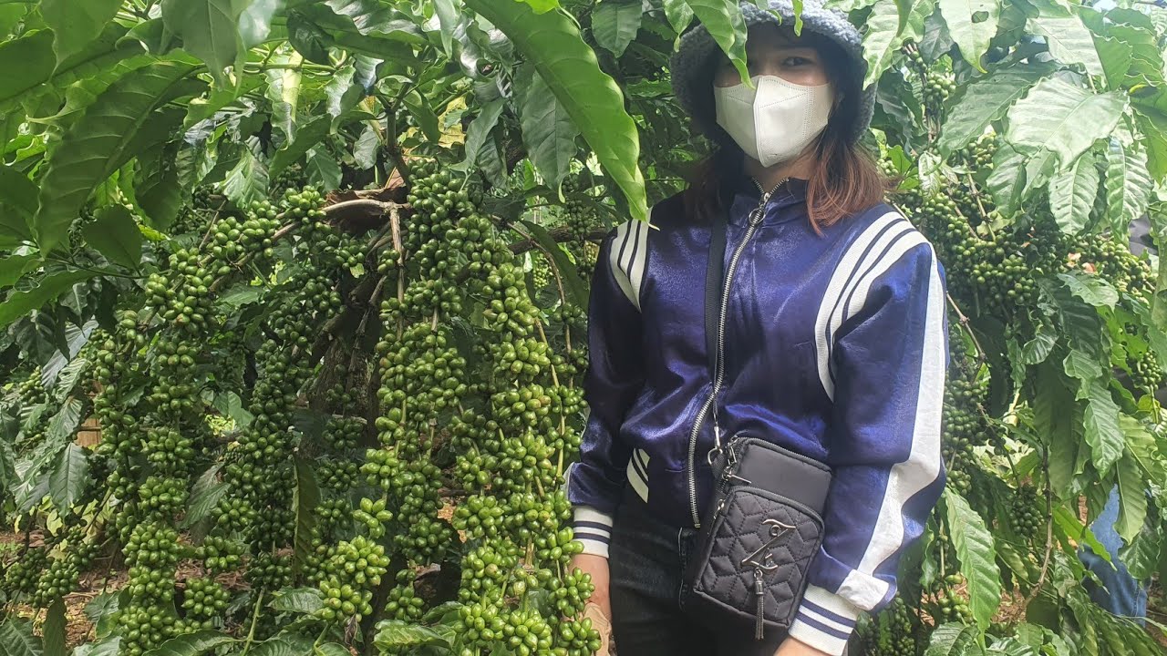 câc  bạn từ các vùng về khảo sát giống cà phê để có hướng tái canh cây cà phê