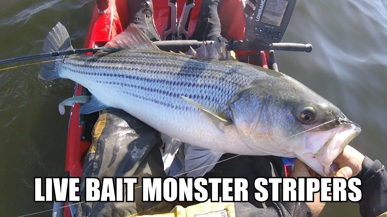 How To Catch MONSTER STRIPED BASS ON LIVE BUNKER - Live Bait Fishing