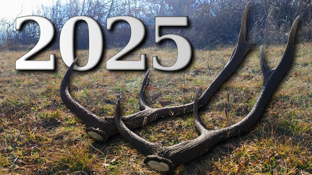 Awesome Red Deer Shed Antler Find 2025 - Same Red Stag but Two Year Growth Difference - Zrzuty 2025