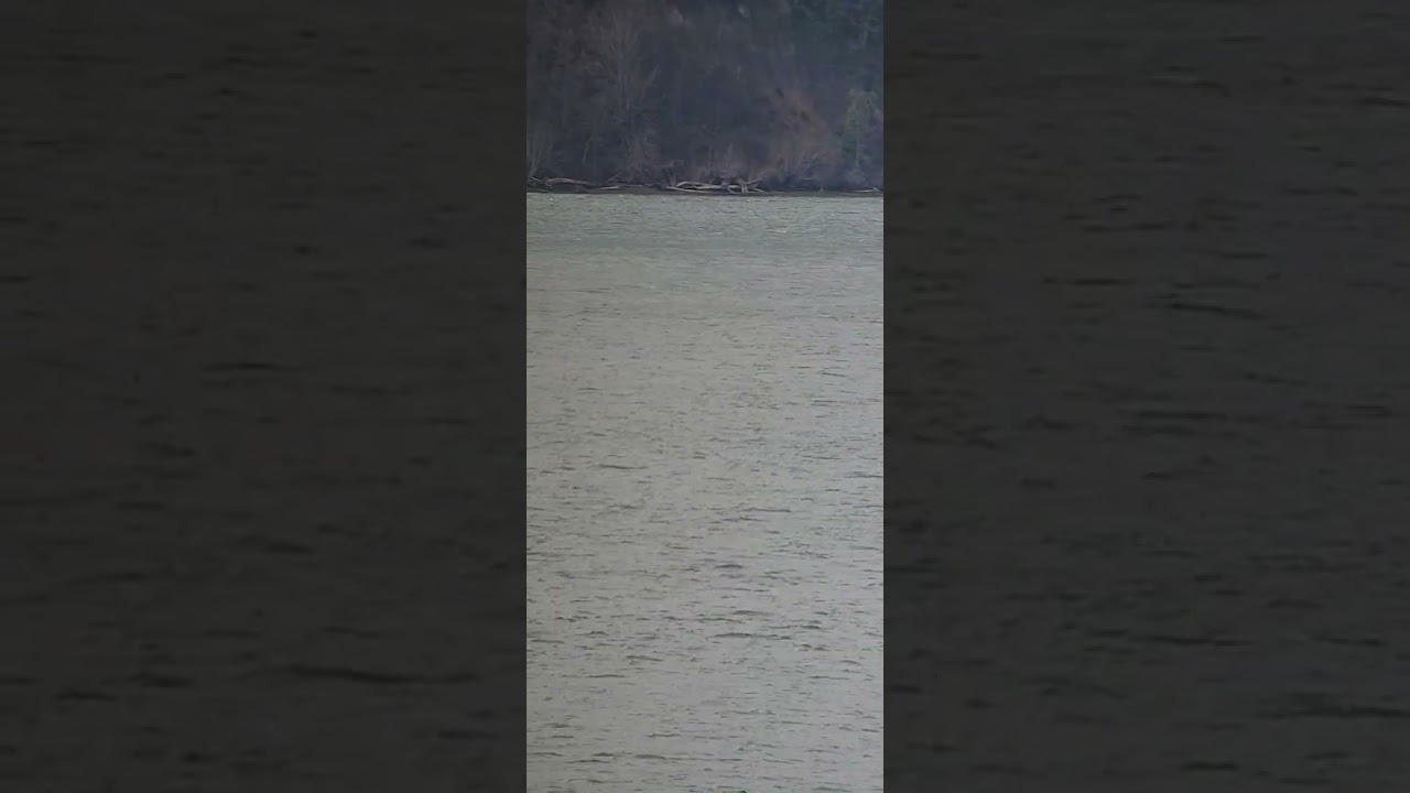 Southern Resident Orcas in Tacoma 12/22/25 1:05pm