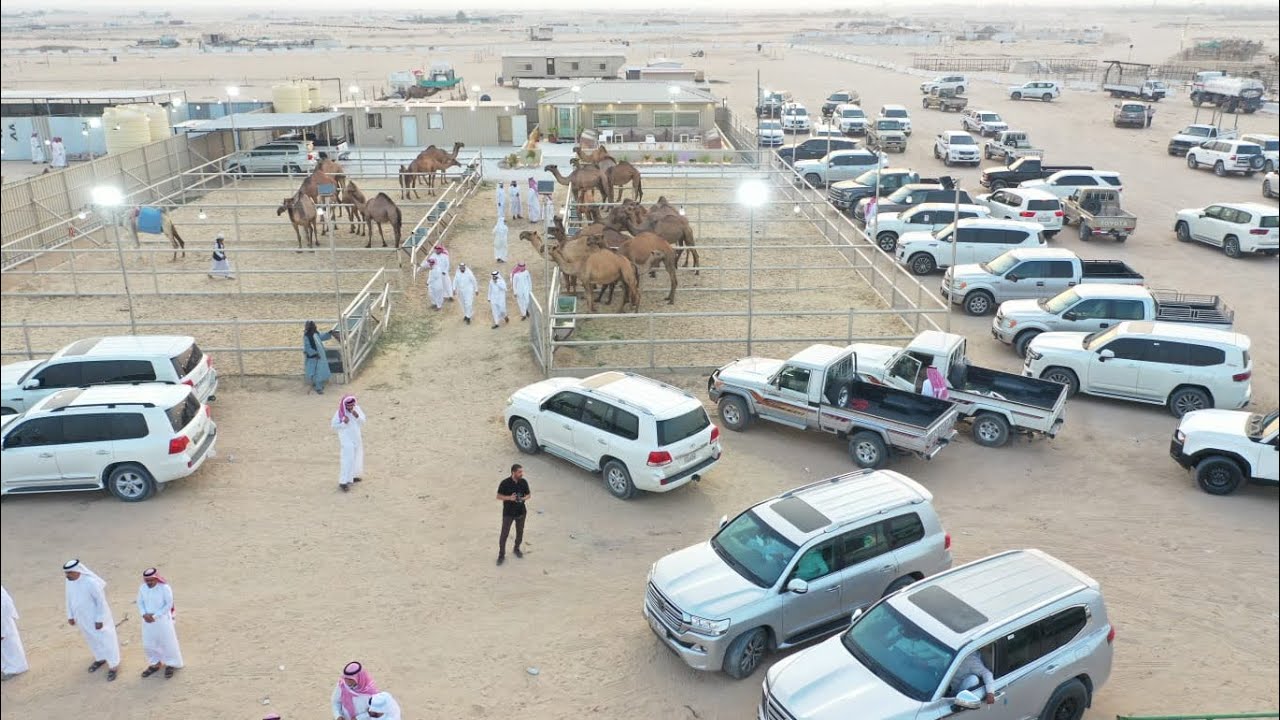 مهرجان الهدباني لعرض نوادر البل للنسخه الثانيه