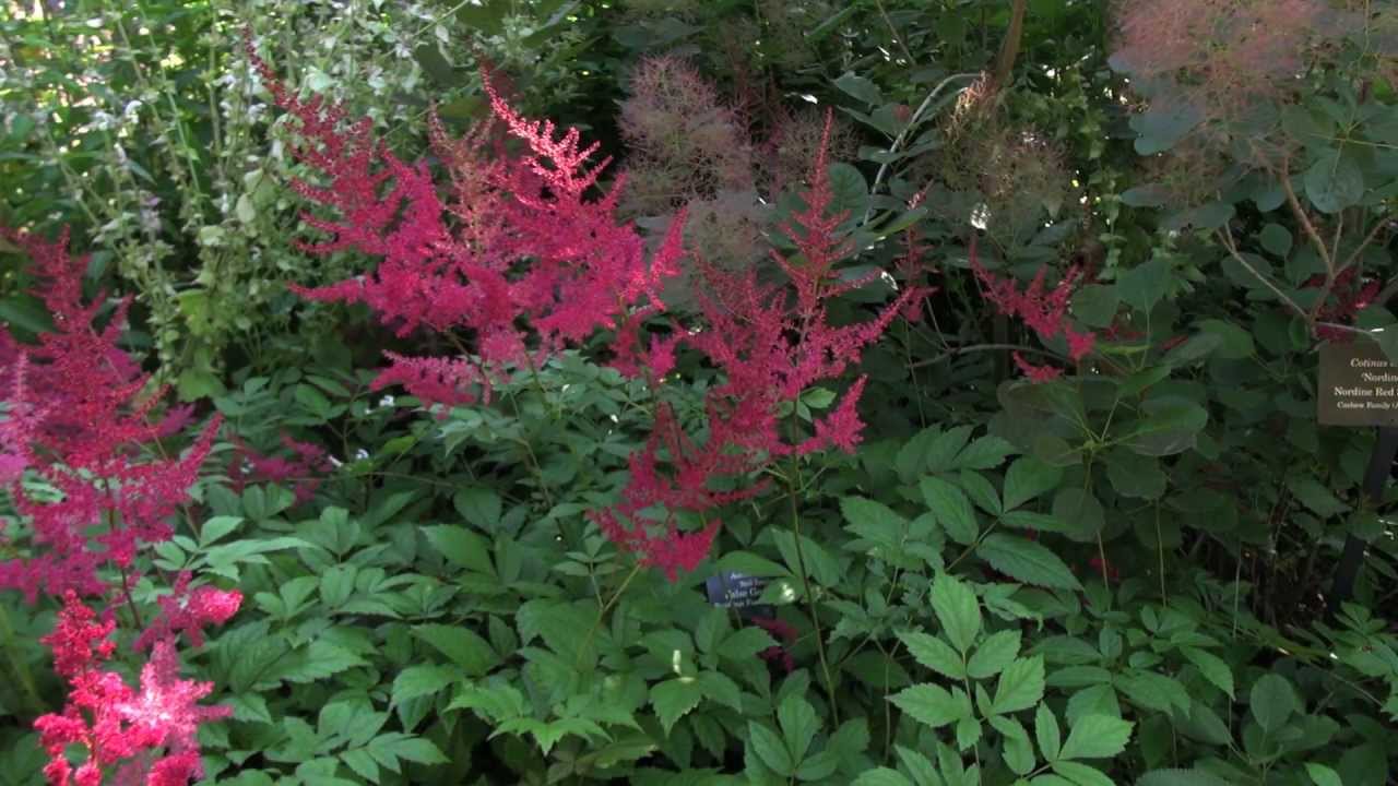 Virtual Tour of Summer at the Chicago Botanic Garden
