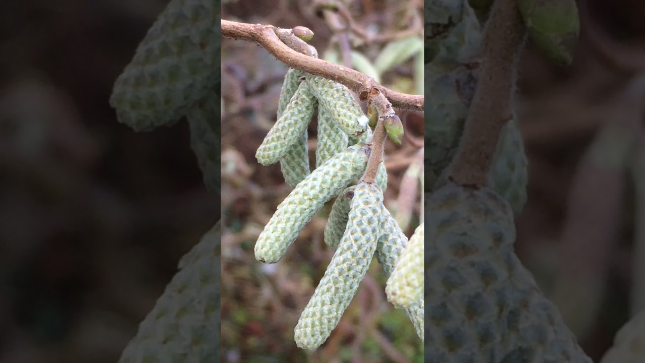 Corkscrew Hazel (Corylus avellana 'Contorta') - male catkins close up - December 2017