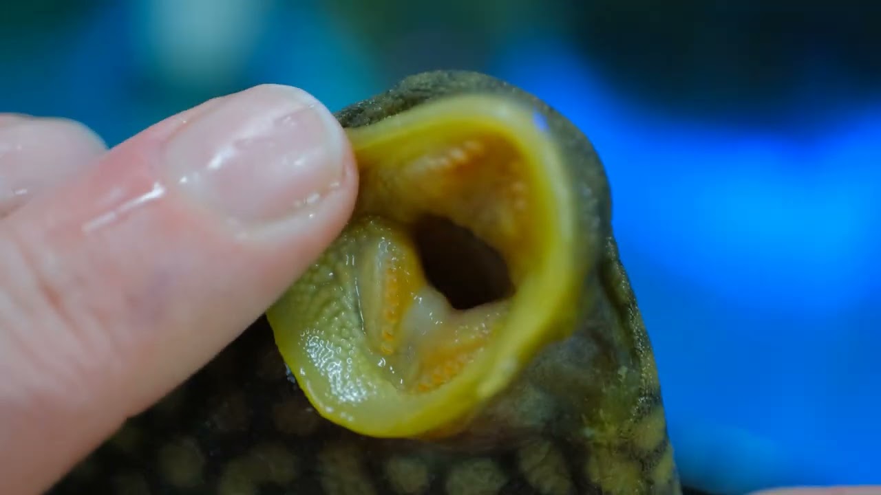 Hand Picked Columbia Fish Shipment