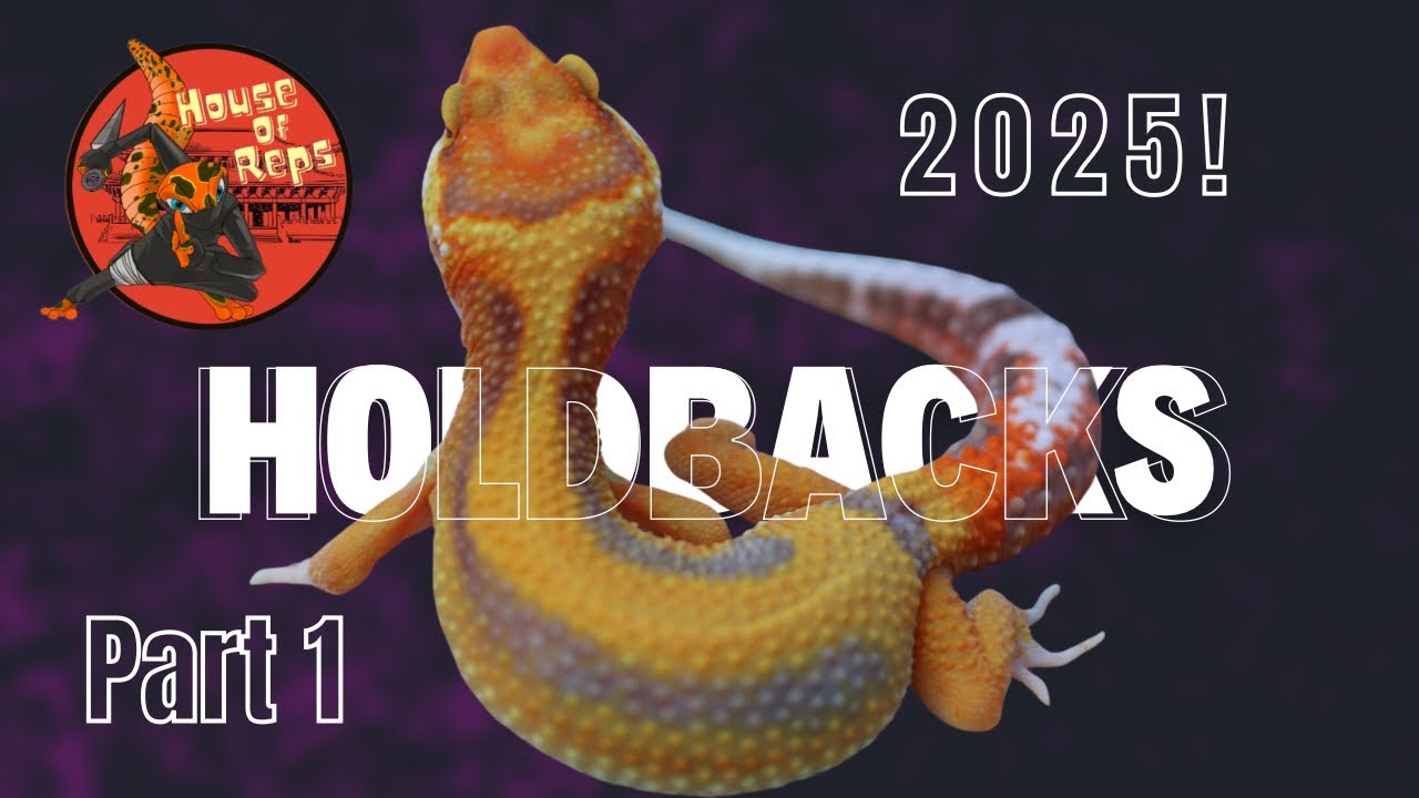 2025 leopard gecko Hold backs!  Part One