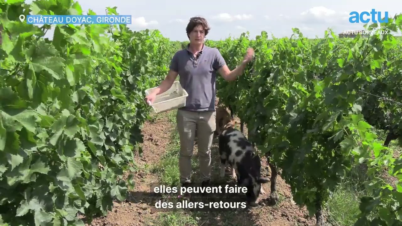 Quand les cochons remplacent les herbicides