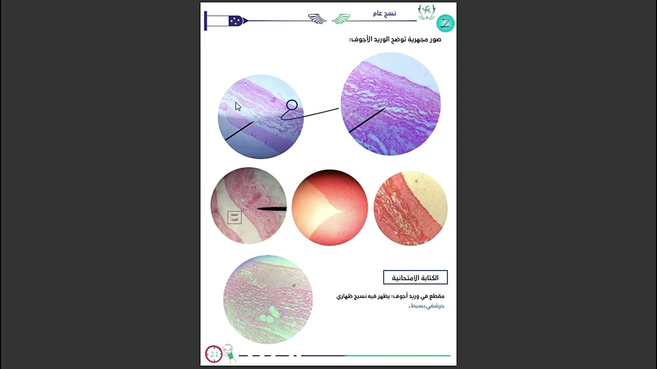 نسج عام عملي / الجلسة الأولى .. النسيج الظهاري البسيط / د عبد الرحمن دقوري