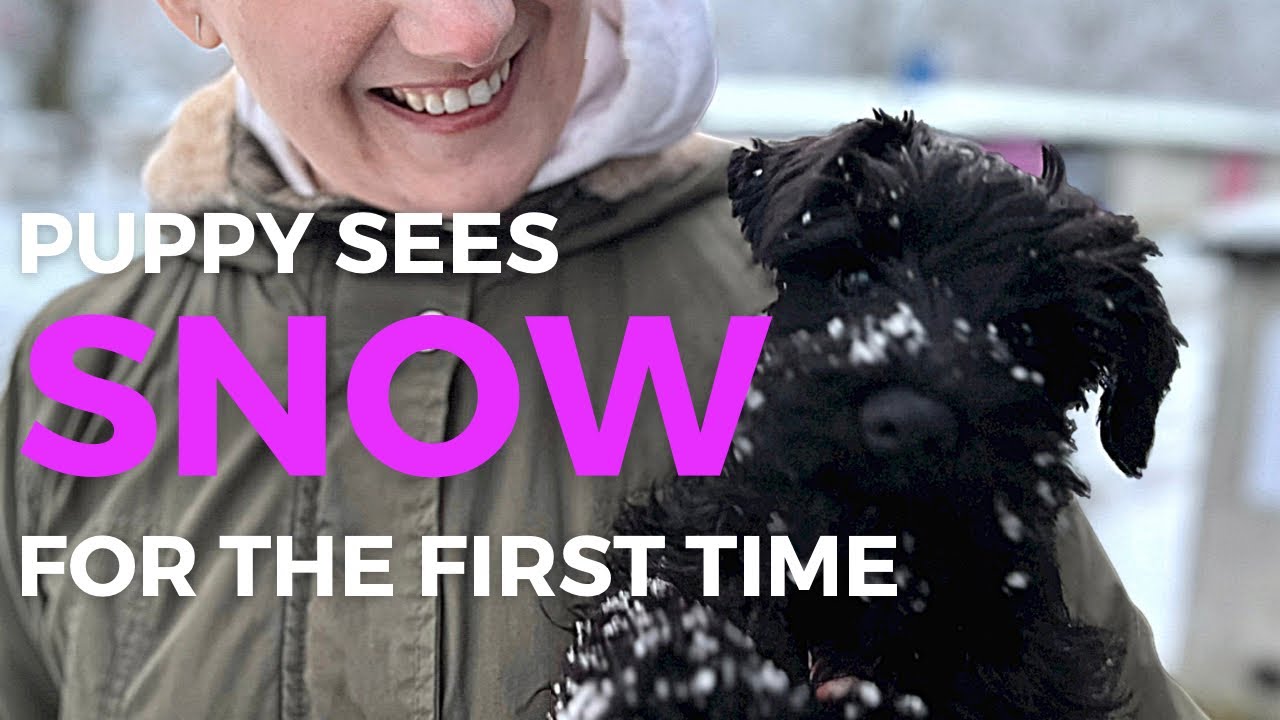 Our Mini Schnauzer's First Snow Adventure!