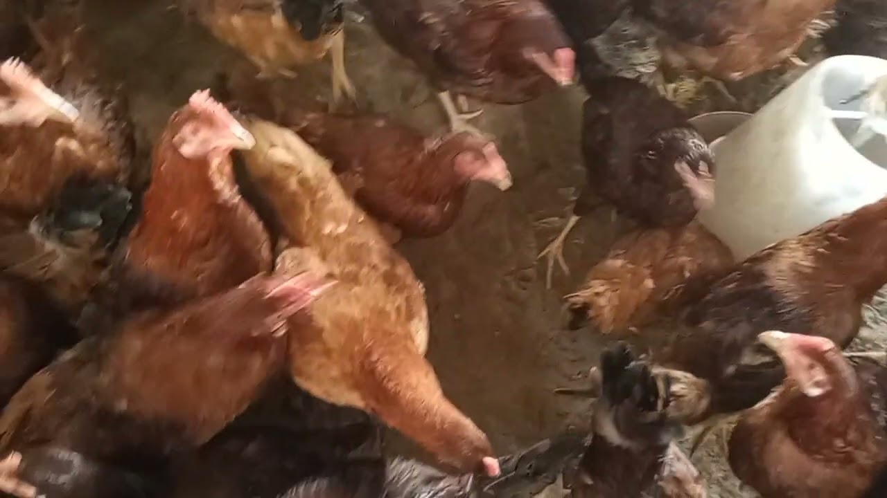 rir murgi || rir murga #video #chahalpoultryfarm #viralvideo