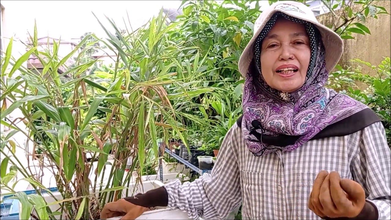 Cara Menanam Halia Bentong Dalam Polibeg