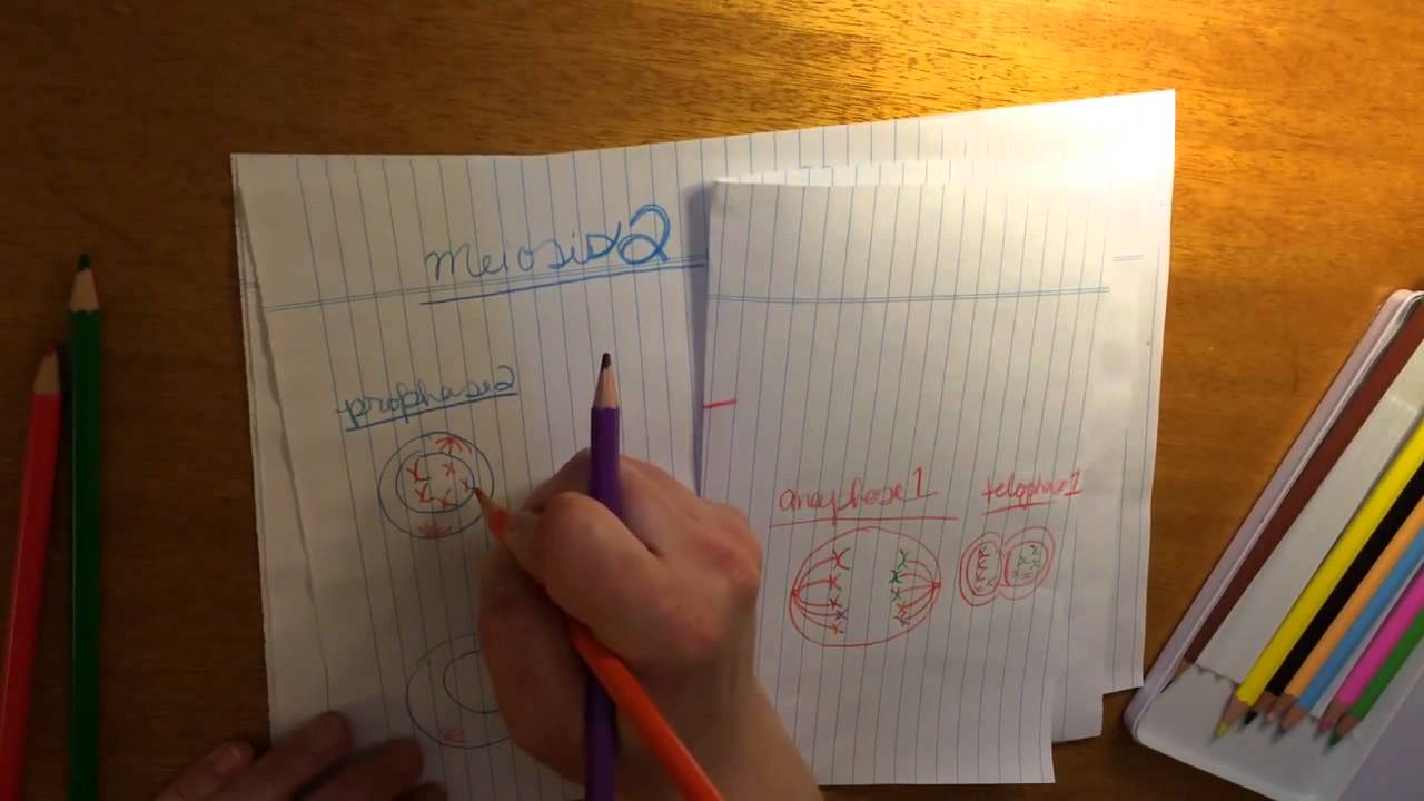 Mitosis and Meiosis ASMR