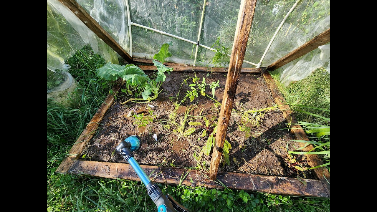 Finally Getting After Raised Bed 2 & All Its Wildness 24 August 2025 #gardenvlog #seedshowntell2025