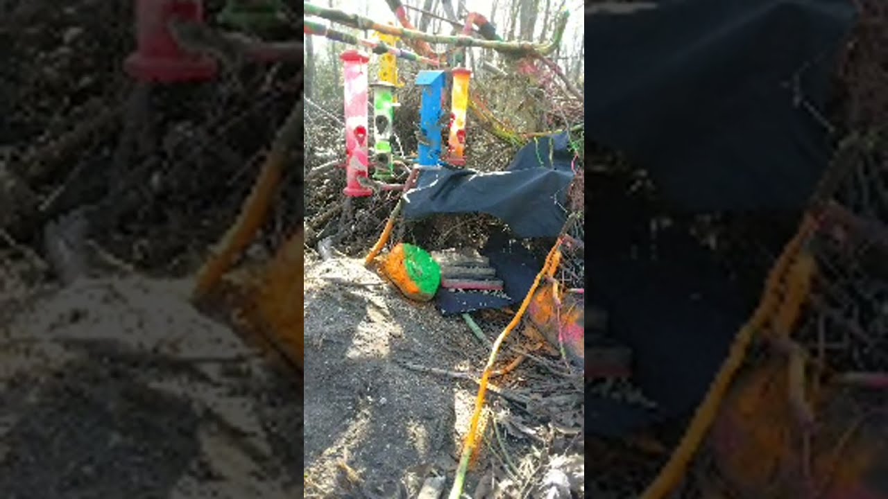 bird and squirrel feeding station streaming