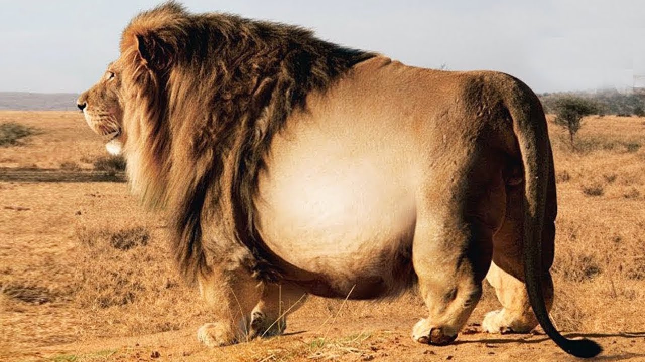 12 Cele Mai GRASE Animale Din Lume