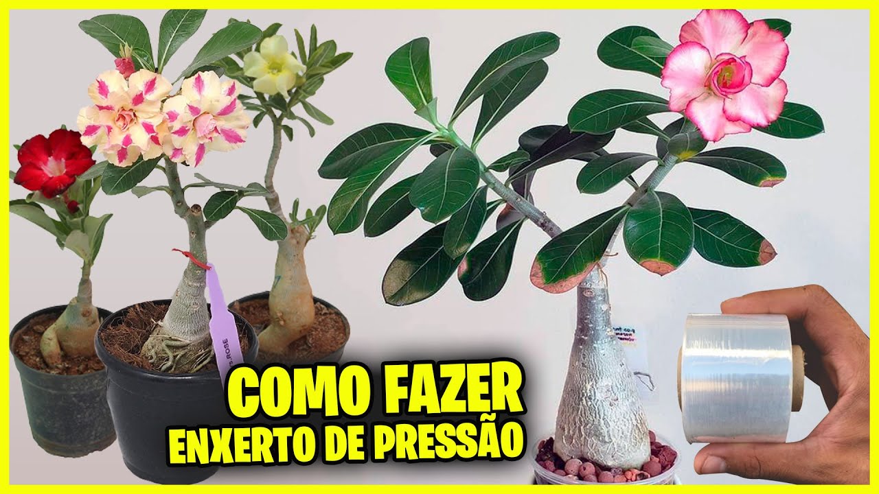 Aprenda a fazer ENXERTO DE PRESSÃO na sua rosa do deserto!!